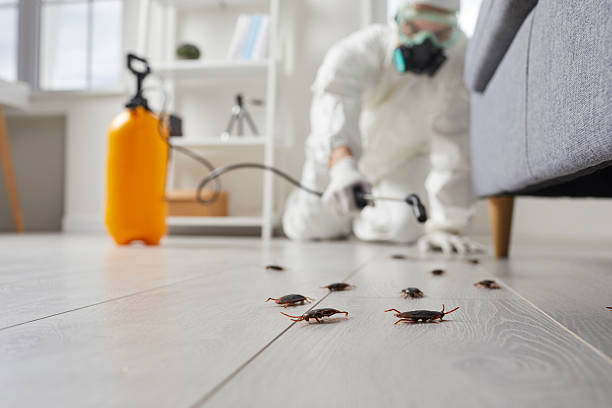 Commercial Rodent Management in South Greeley